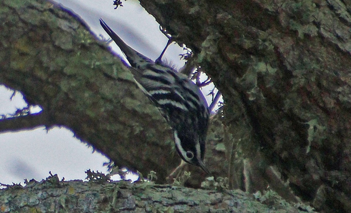 Black-and-white Warbler - ML617769981