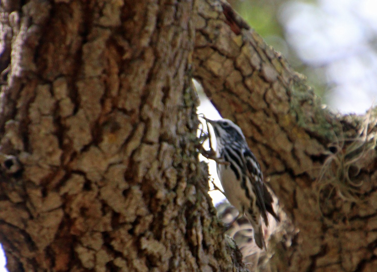 Black-and-white Warbler - ML617769986