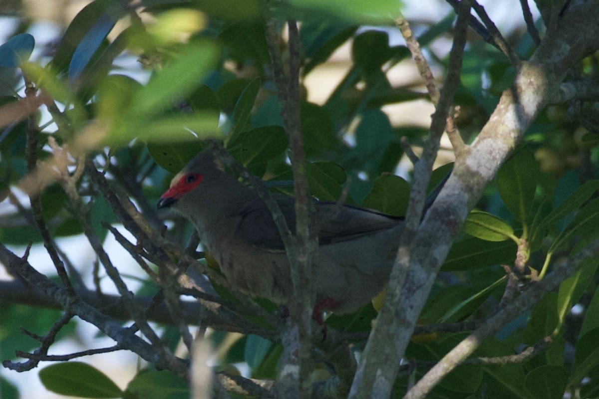 Red-faced Mousebird - ML617769992
