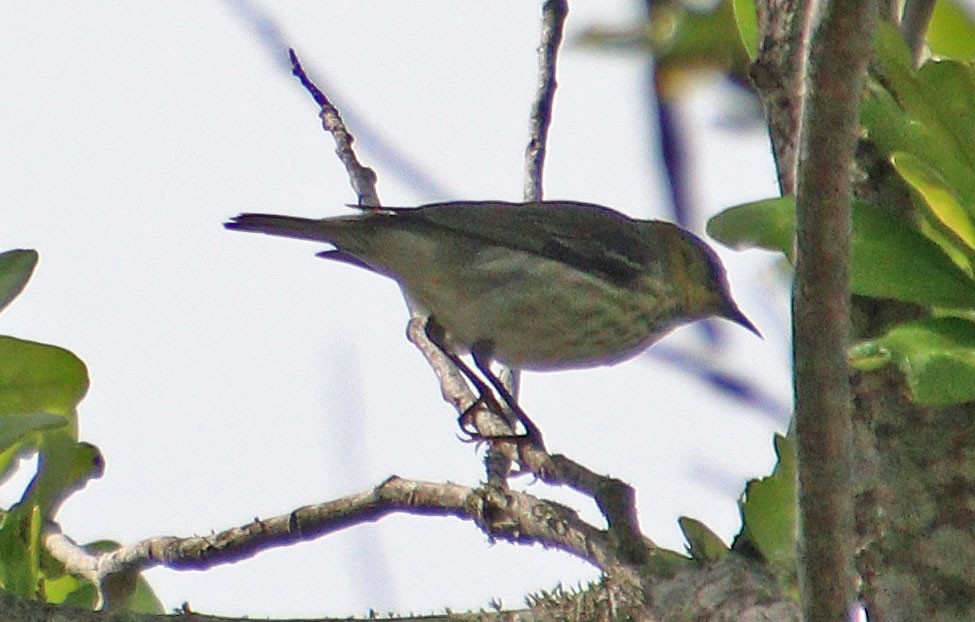 Cape May Warbler - ML617769993