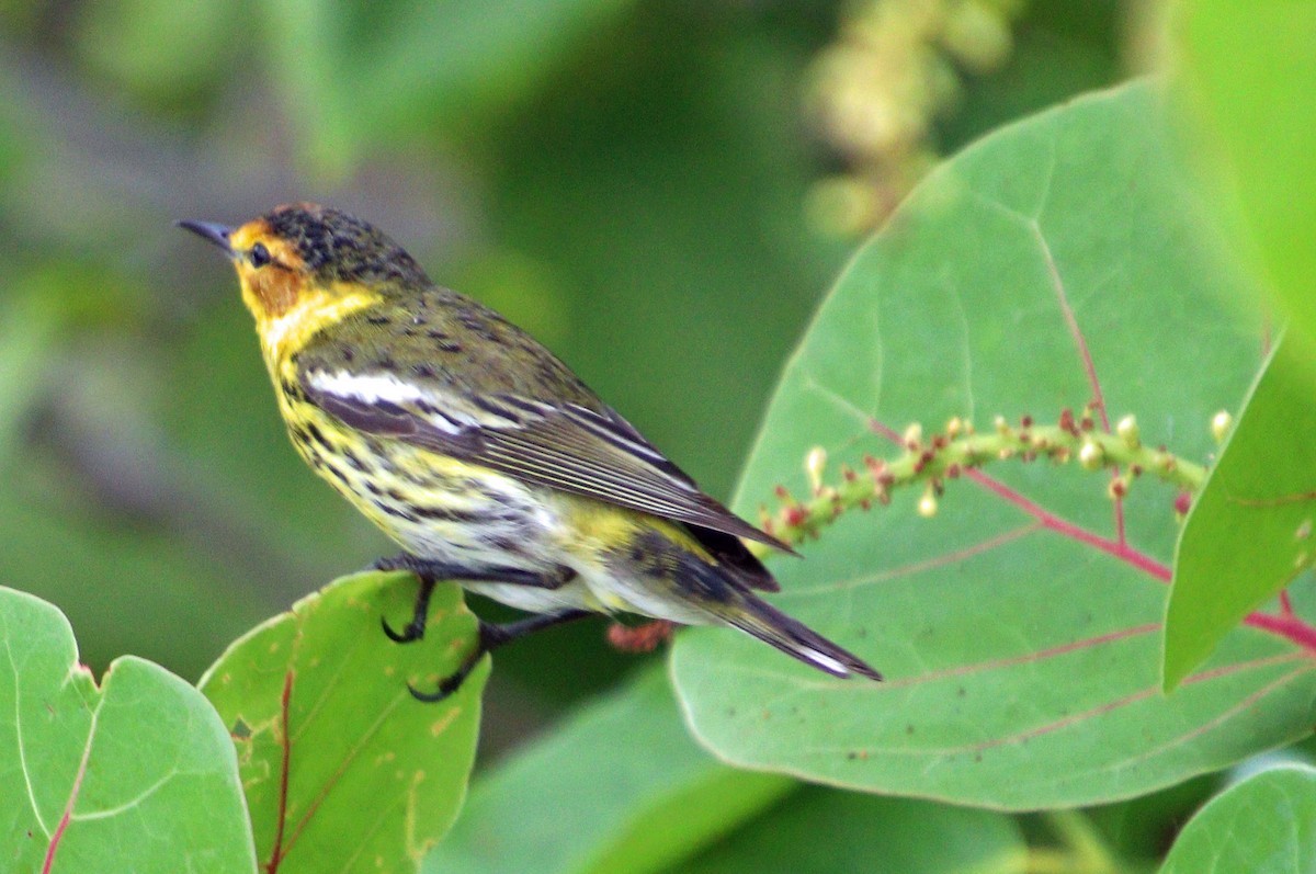 Cape May Warbler - ML617769994
