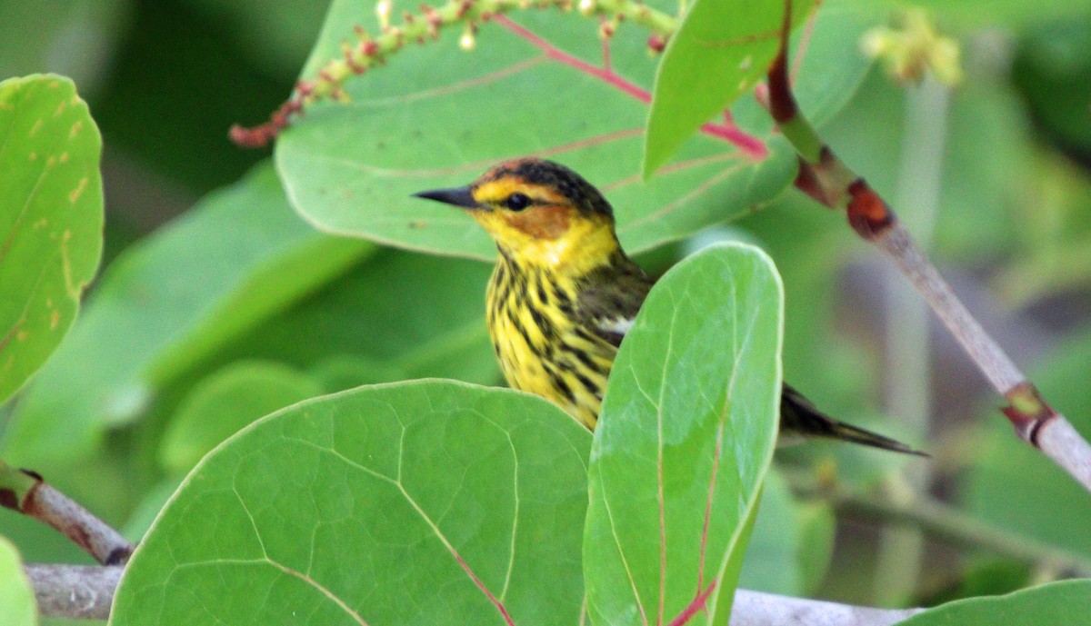 Cape May Warbler - ML617769995