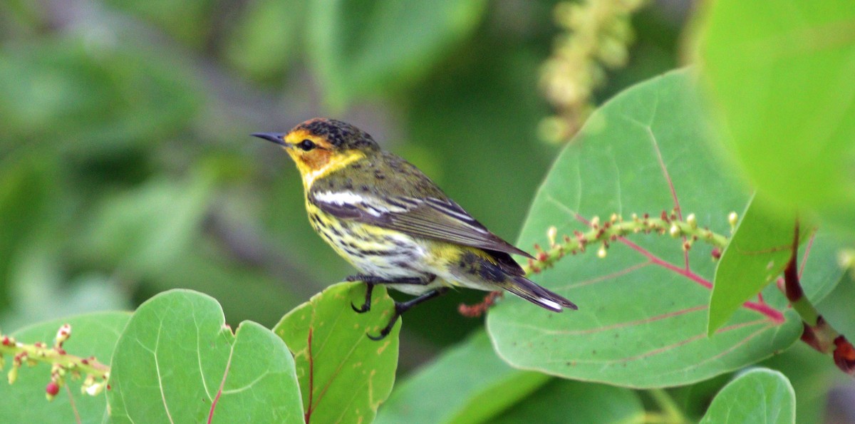 Cape May Warbler - ML617769996
