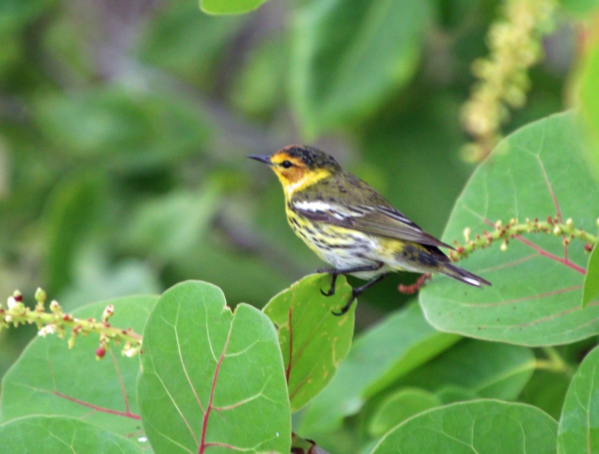 Cape May Warbler - ML617769997