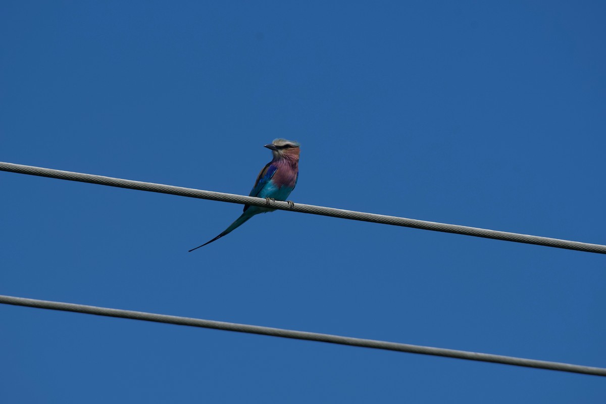 Lilac-breasted Roller - ML617770006
