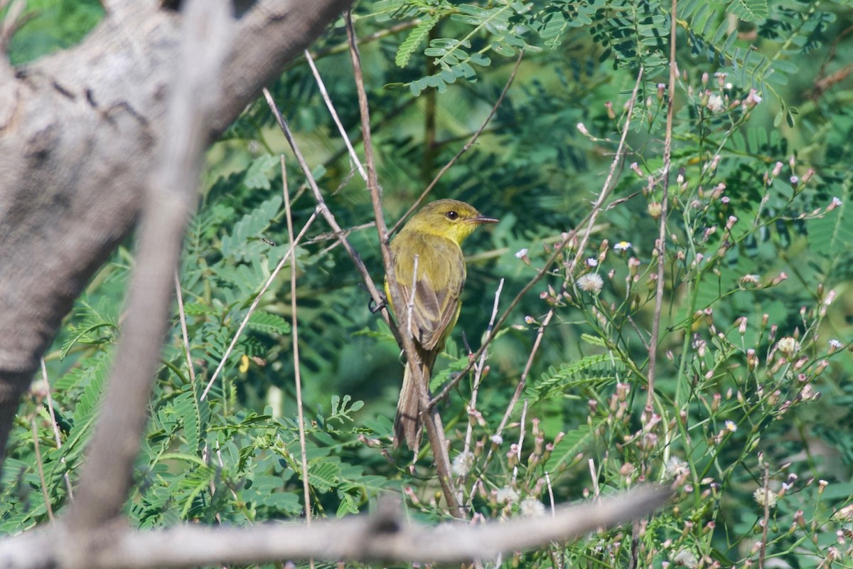 African Yellow-Warbler - ML617770039