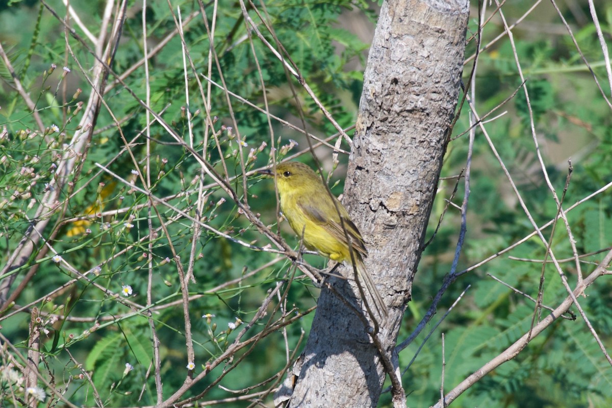 African Yellow-Warbler - ML617770040
