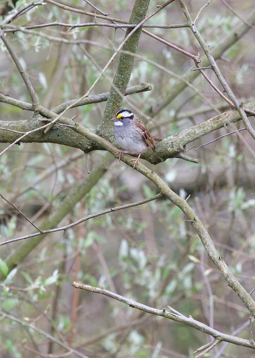 White-throated Sparrow - ML617770064