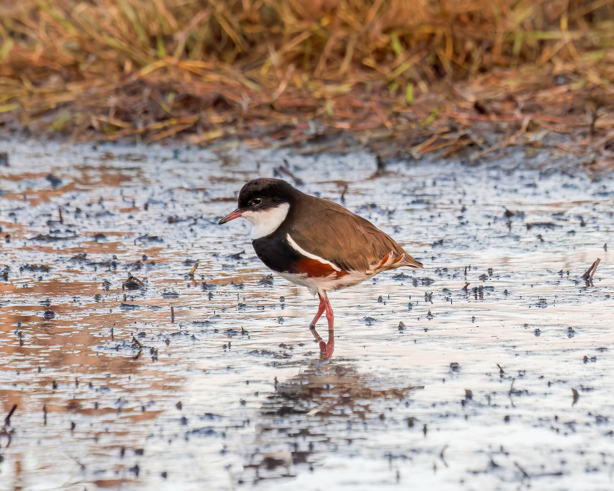 Red-kneed Dotterel - ML617770094