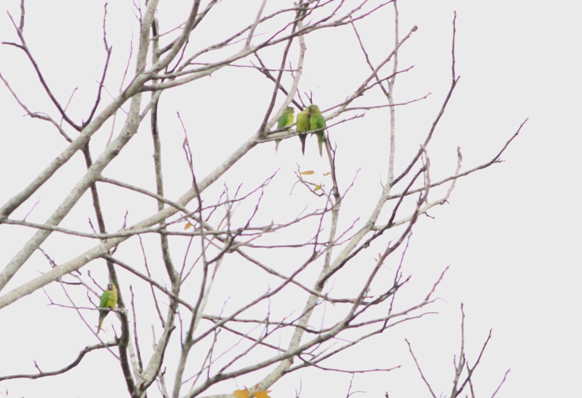 Brown-throated Parakeet - ML617770104