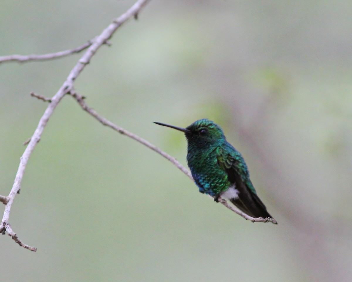 Shining-green Hummingbird - Per Smith
