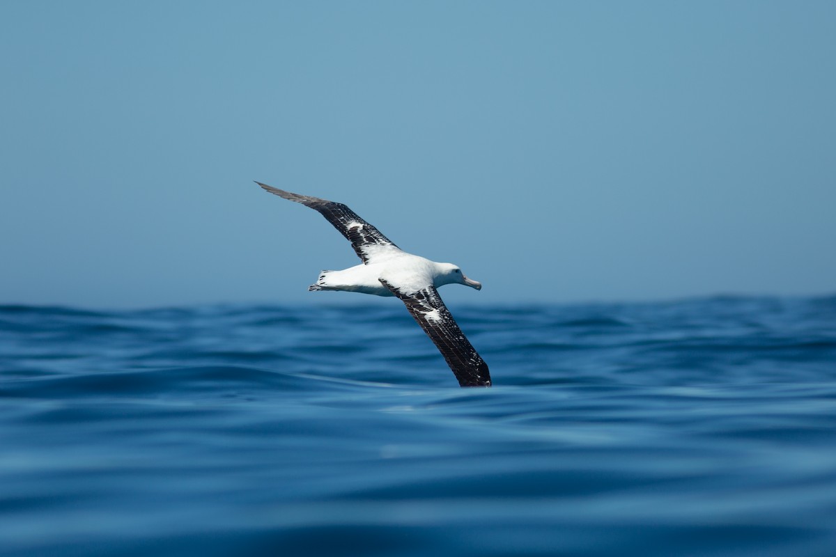 Northern Royal Albatross - Morten Lisse