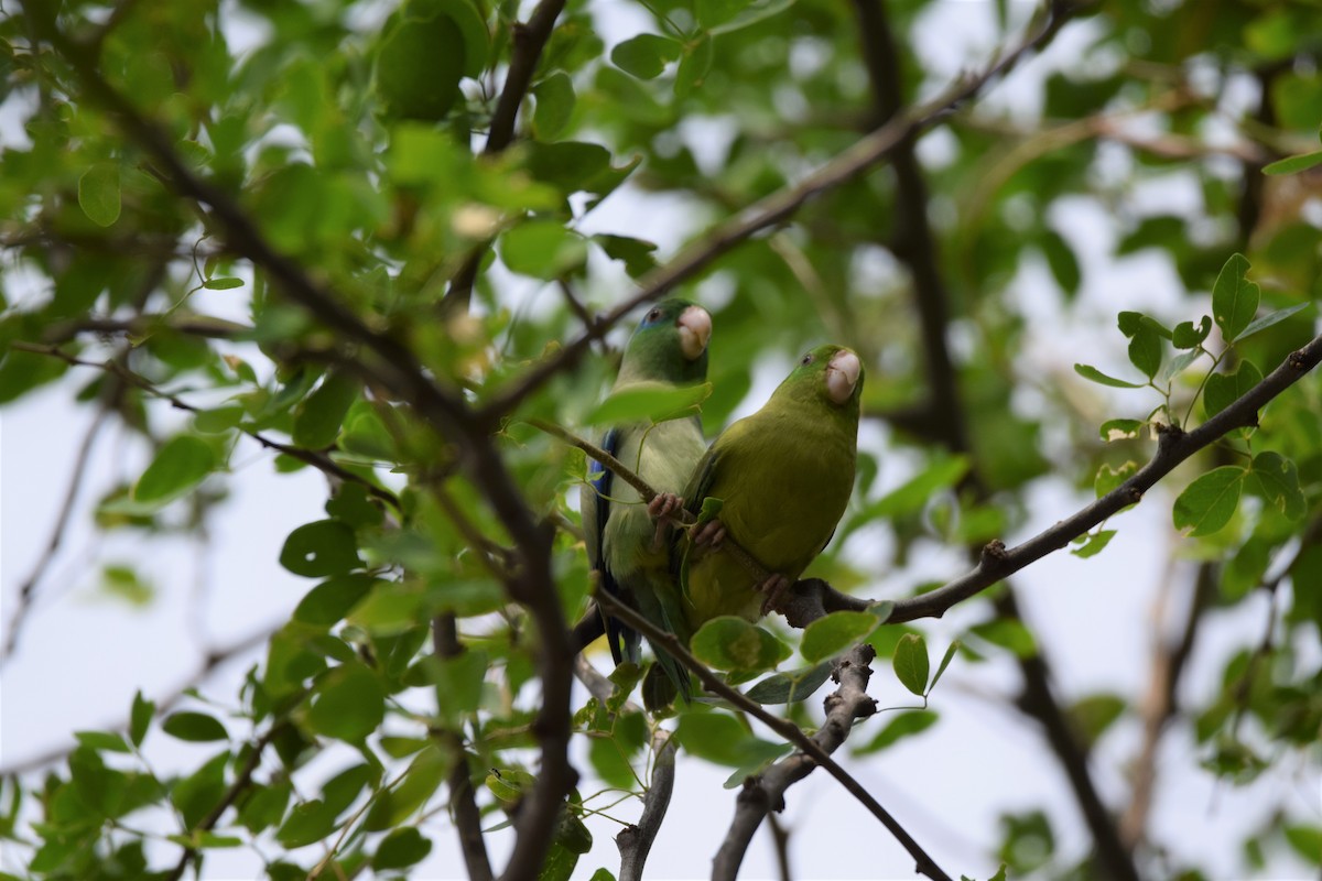 Spectacled Parrotlet - ML617770220