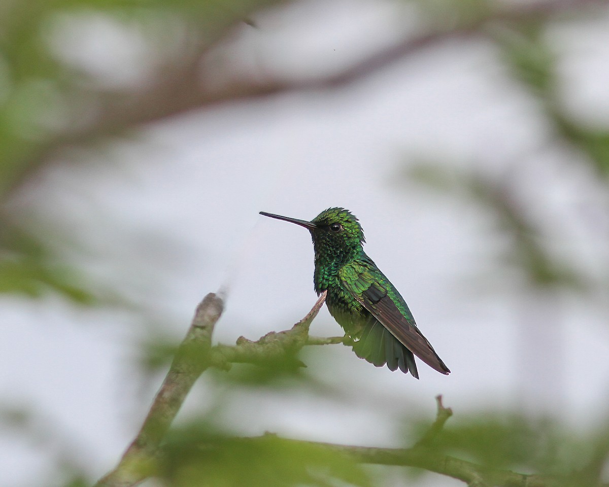 Shining-green Hummingbird - ML617770260