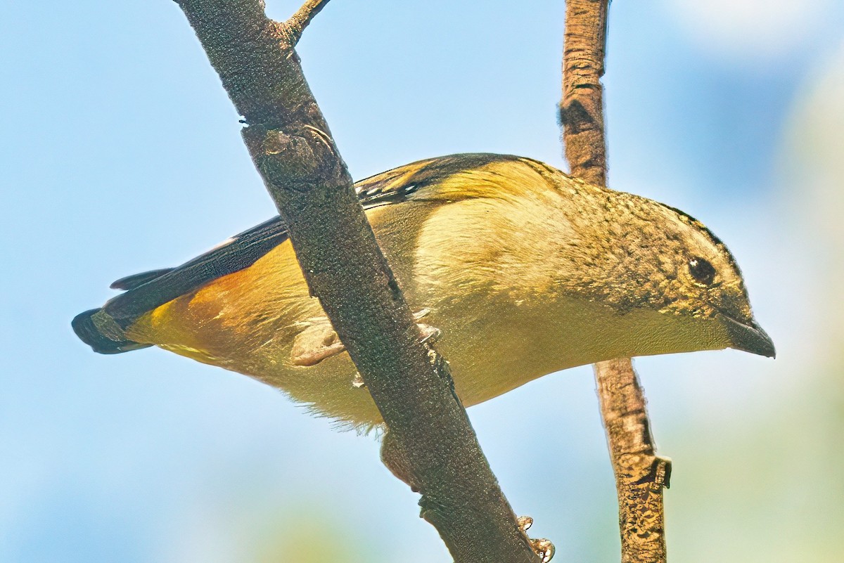 Spotted Pardalote (Spotted) - ML617770388