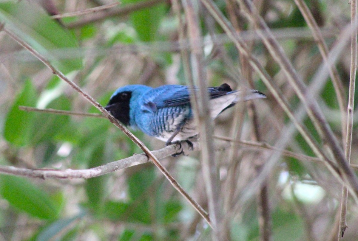 Swallow Tanager - ML617770389