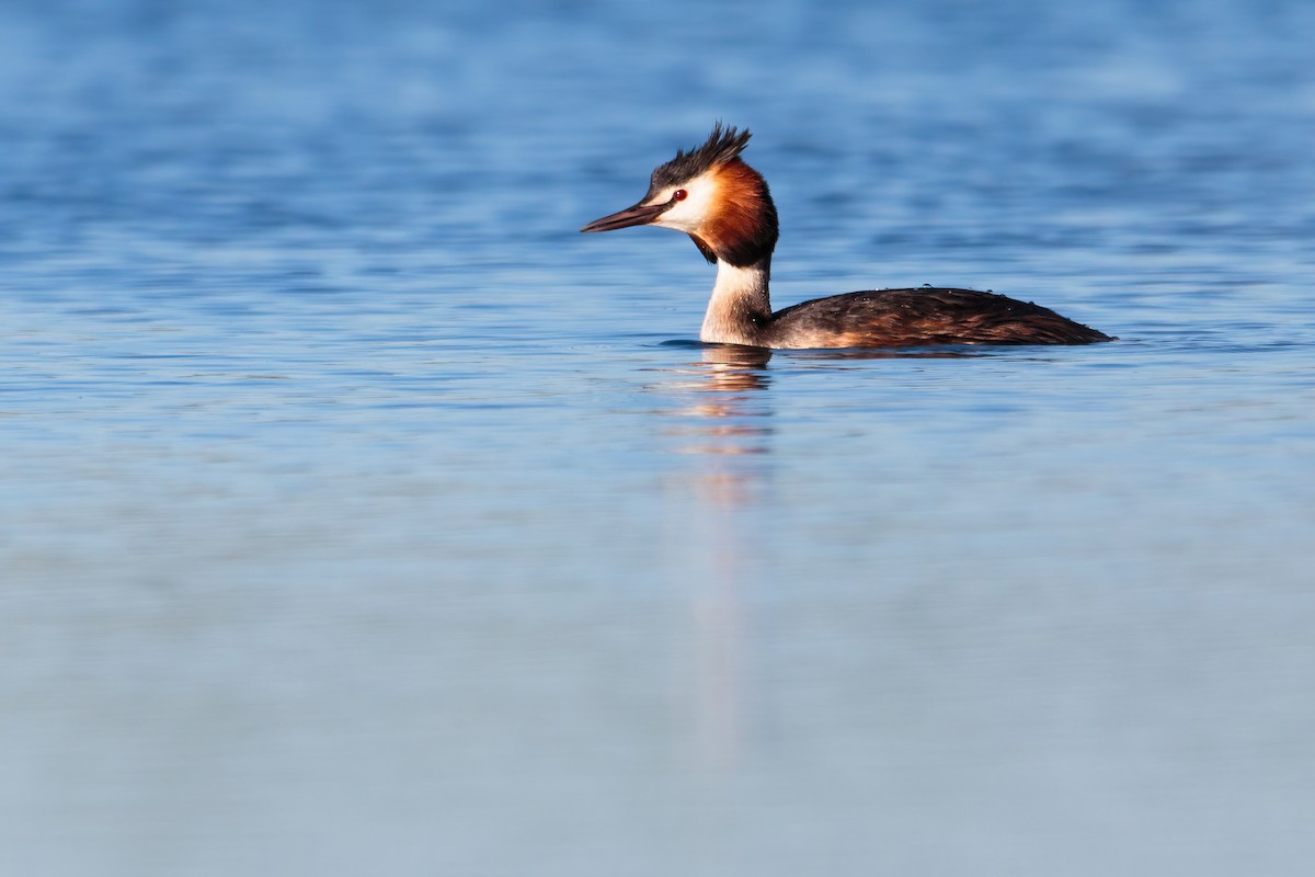 Great Crested Grebe - ML617770477