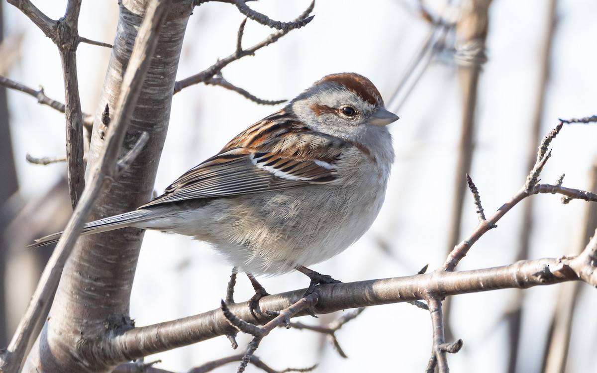 American Tree Sparrow - ML617770500