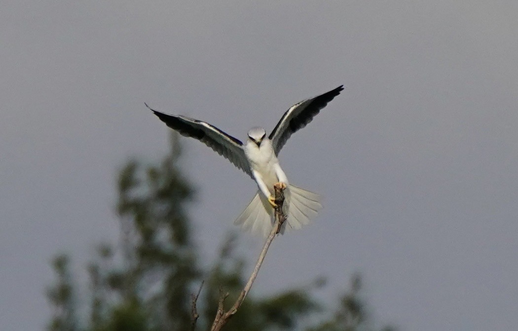 Black-winged Kite - 英任 王