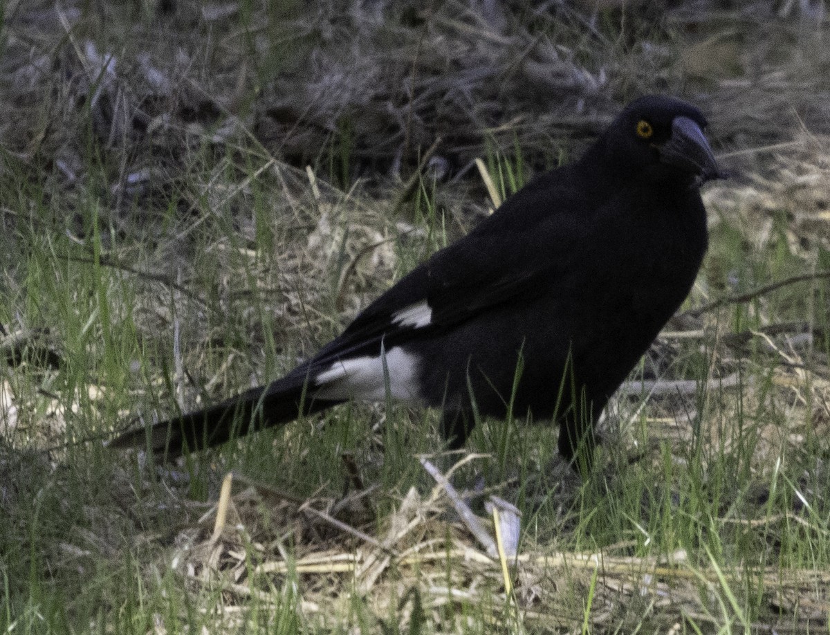 Pied Currawong - ML617770581