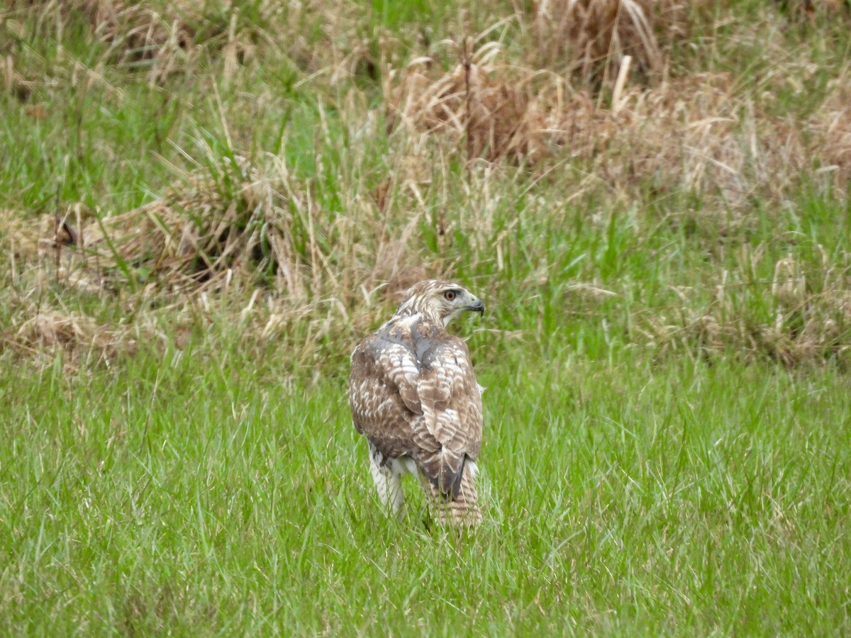 Red-tailed Hawk (borealis) - ML617770601