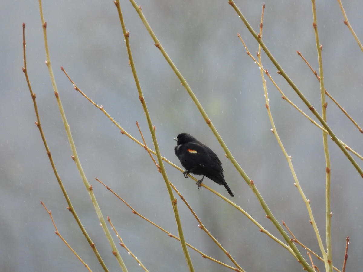 Red-winged Blackbird (Red-winged) - ML617770640