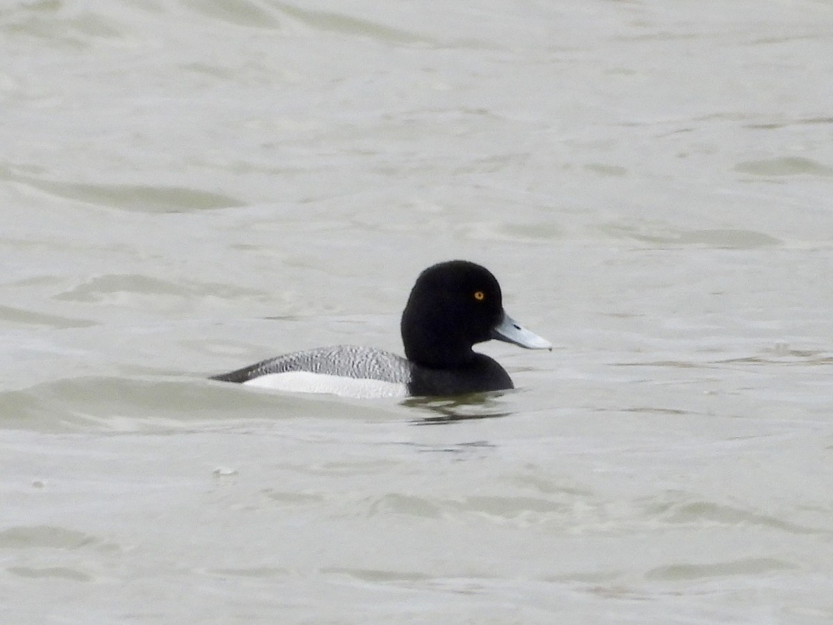 Greater Scaup - ML617770713