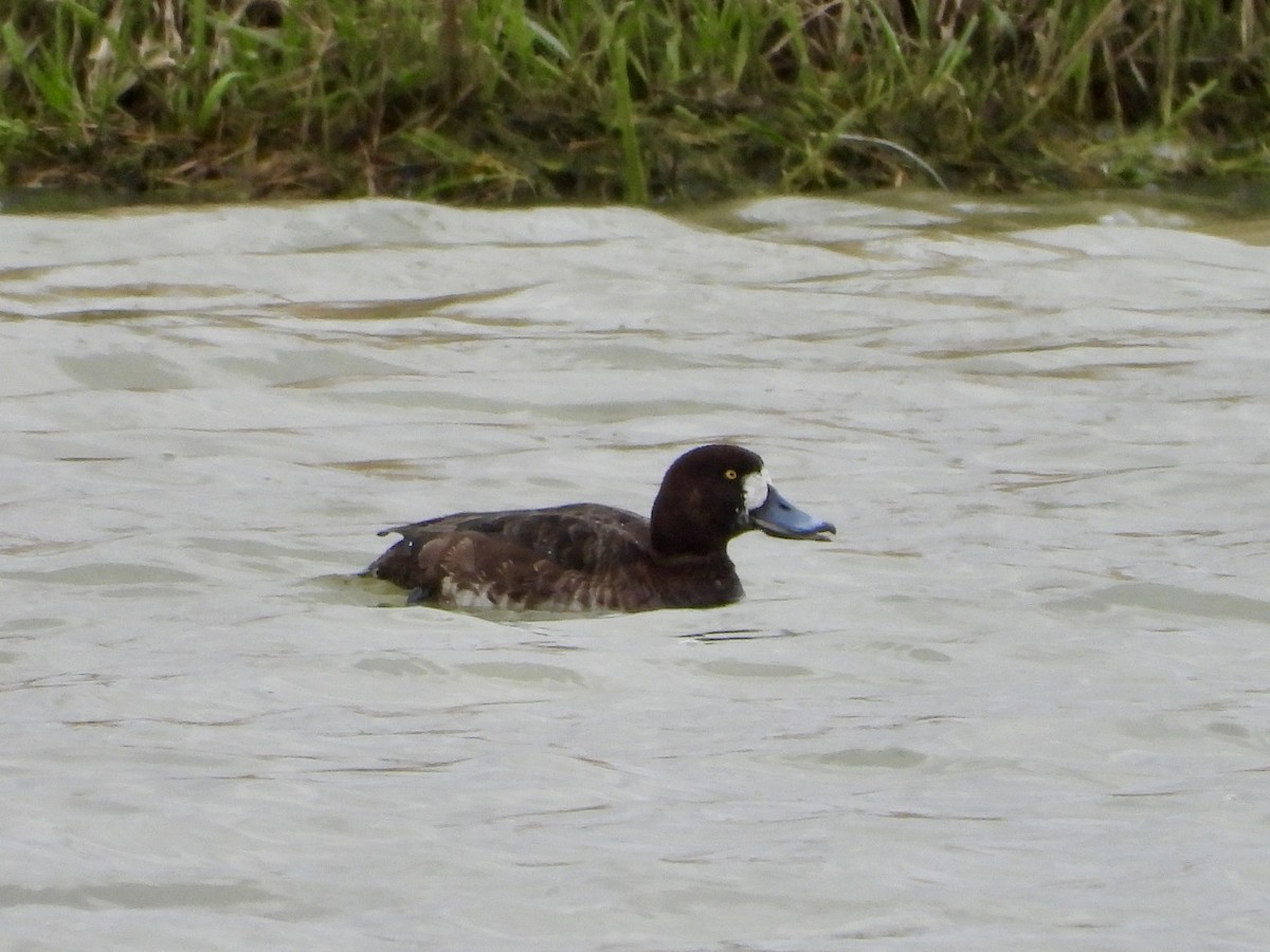 Greater Scaup - ML617770714