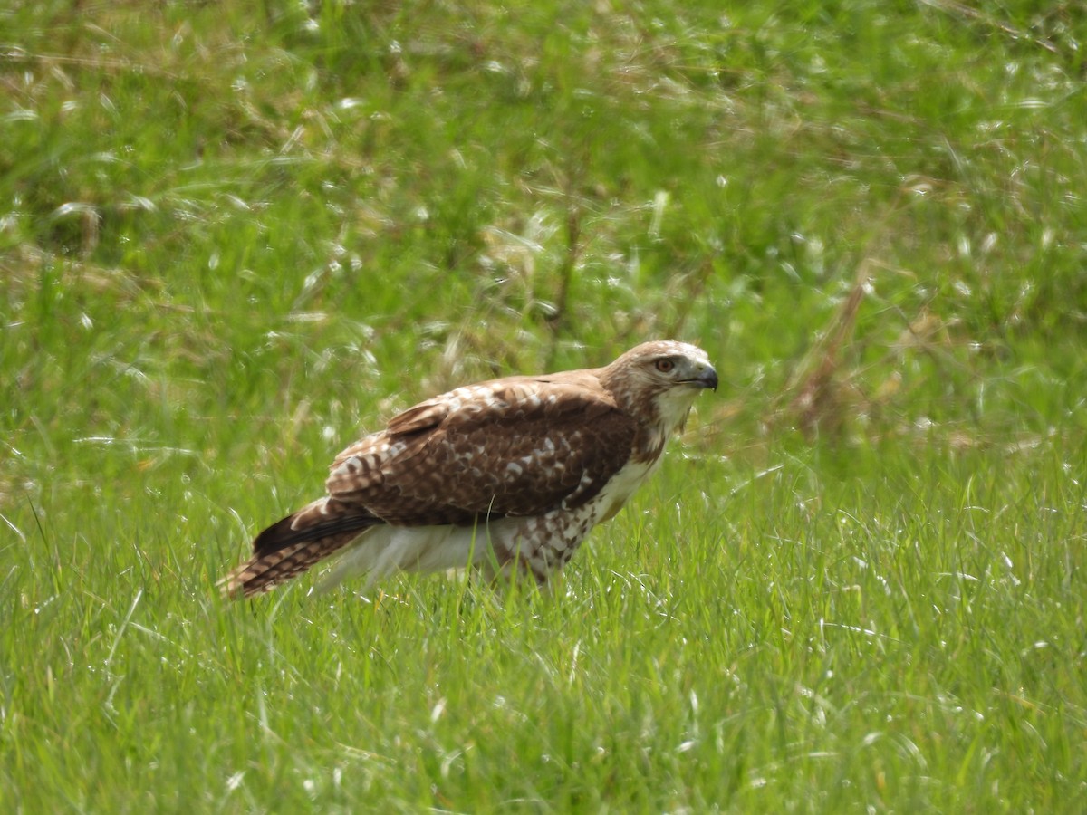 Red-tailed Hawk (borealis) - ML617770764