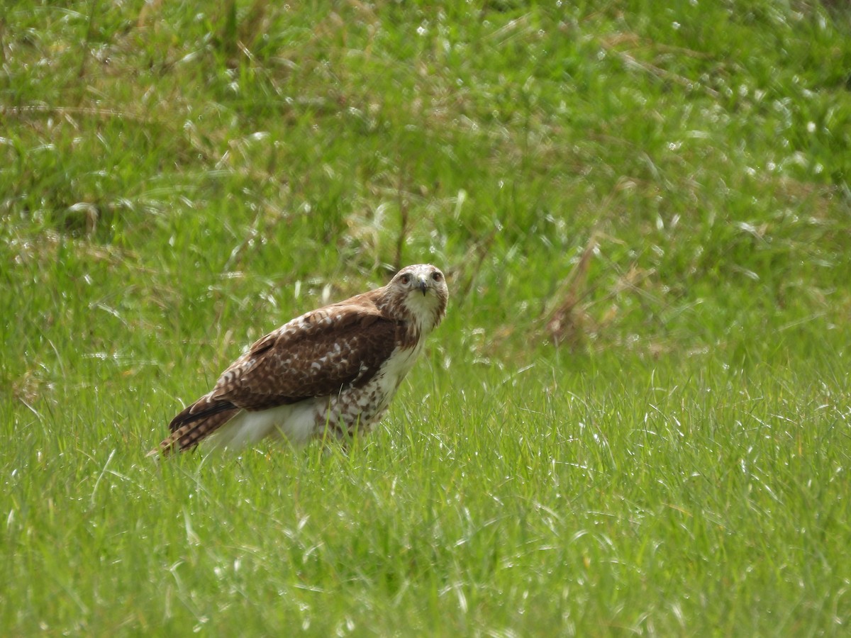 Red-tailed Hawk (borealis) - ML617770765