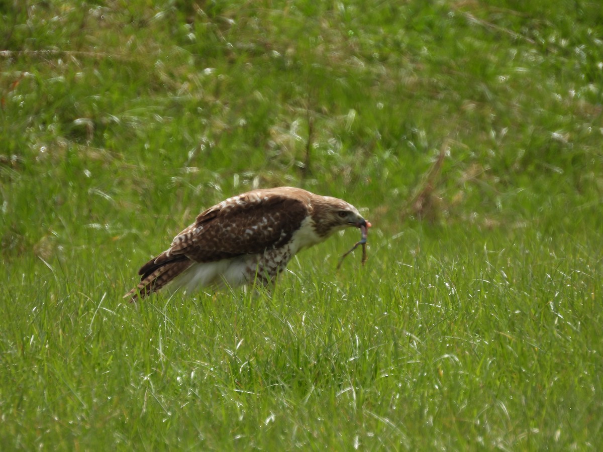 Red-tailed Hawk (borealis) - Nathaniel Moulton