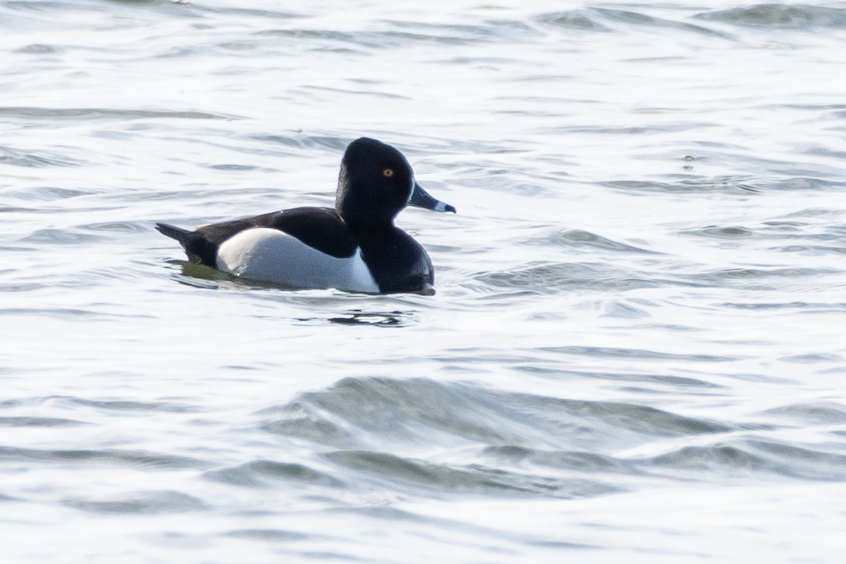 Ring-necked Duck - Roy Chatburn