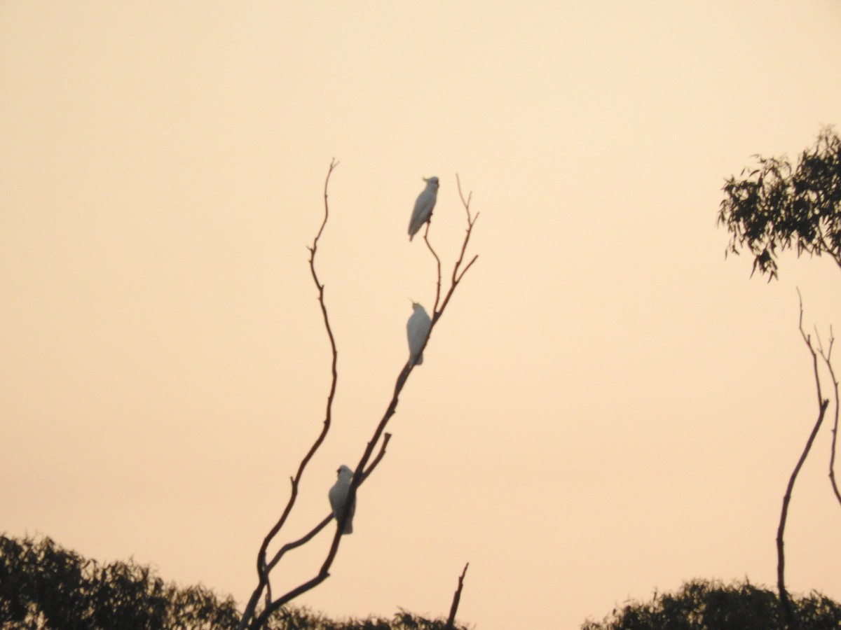 Sulphur-crested Cockatoo - Archer Callaway