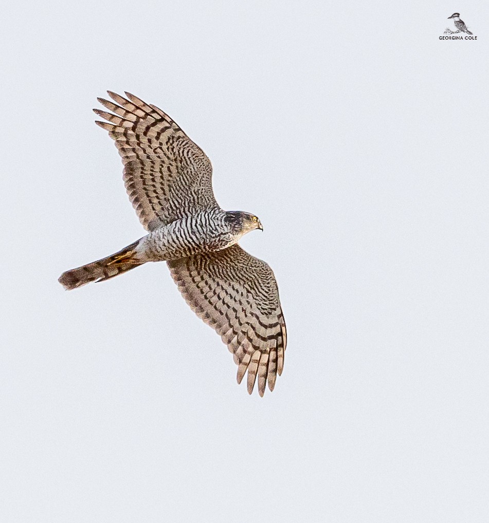 Eurasian Sparrowhawk - ML617771050