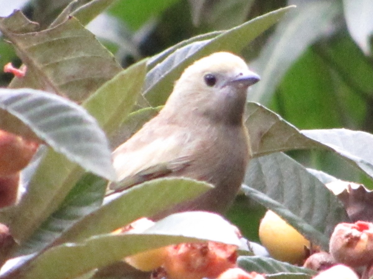 Palm Tanager - ML617771113