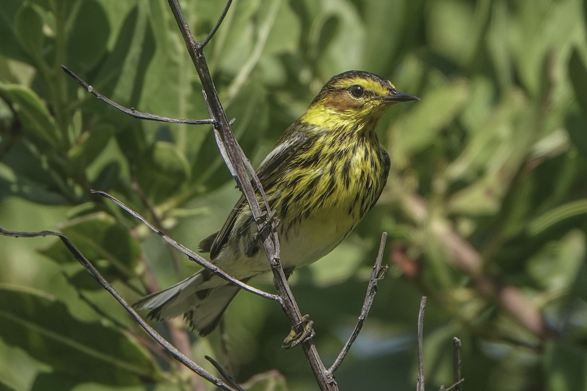 Cape May Warbler - ML617771164