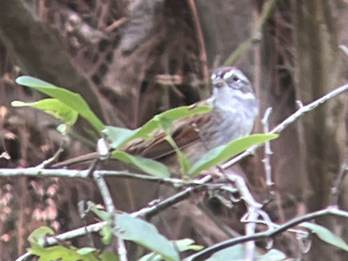 Swamp Sparrow - ML617771199
