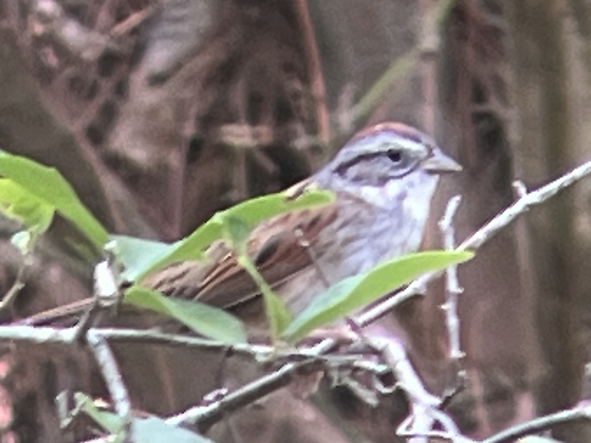 Swamp Sparrow - ML617771200