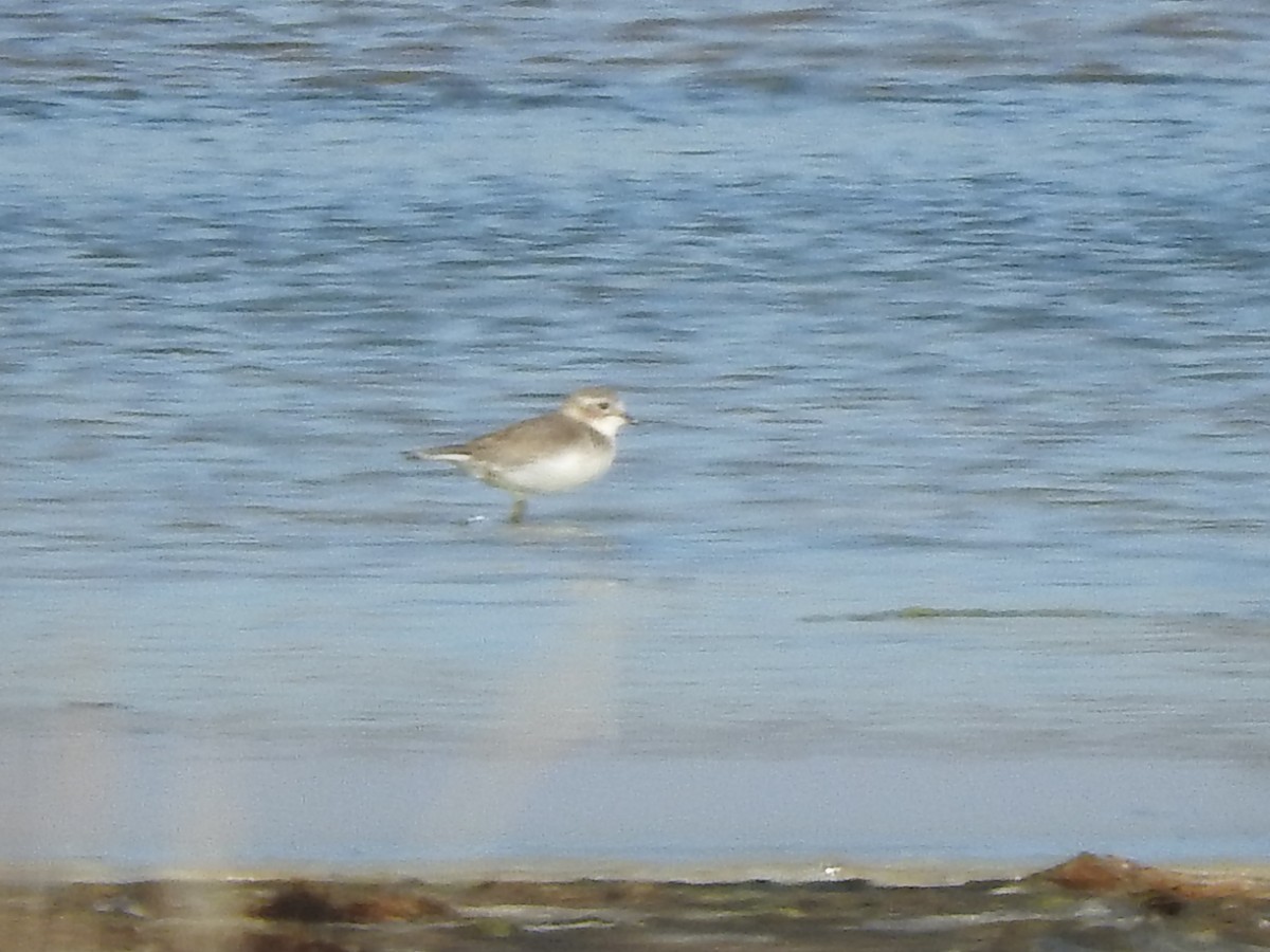 Double-banded Plover - ML617771258