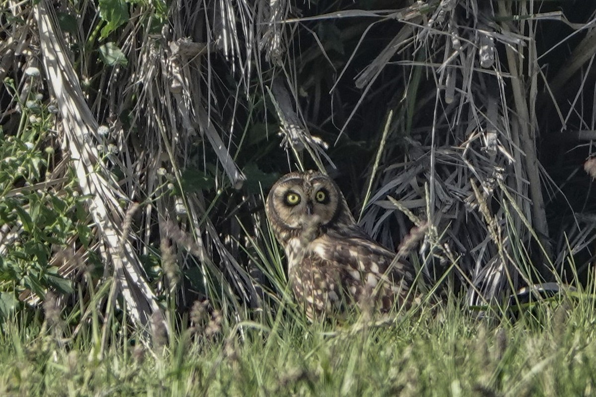 Short-eared Owl (Antillean) - Susan Harrison