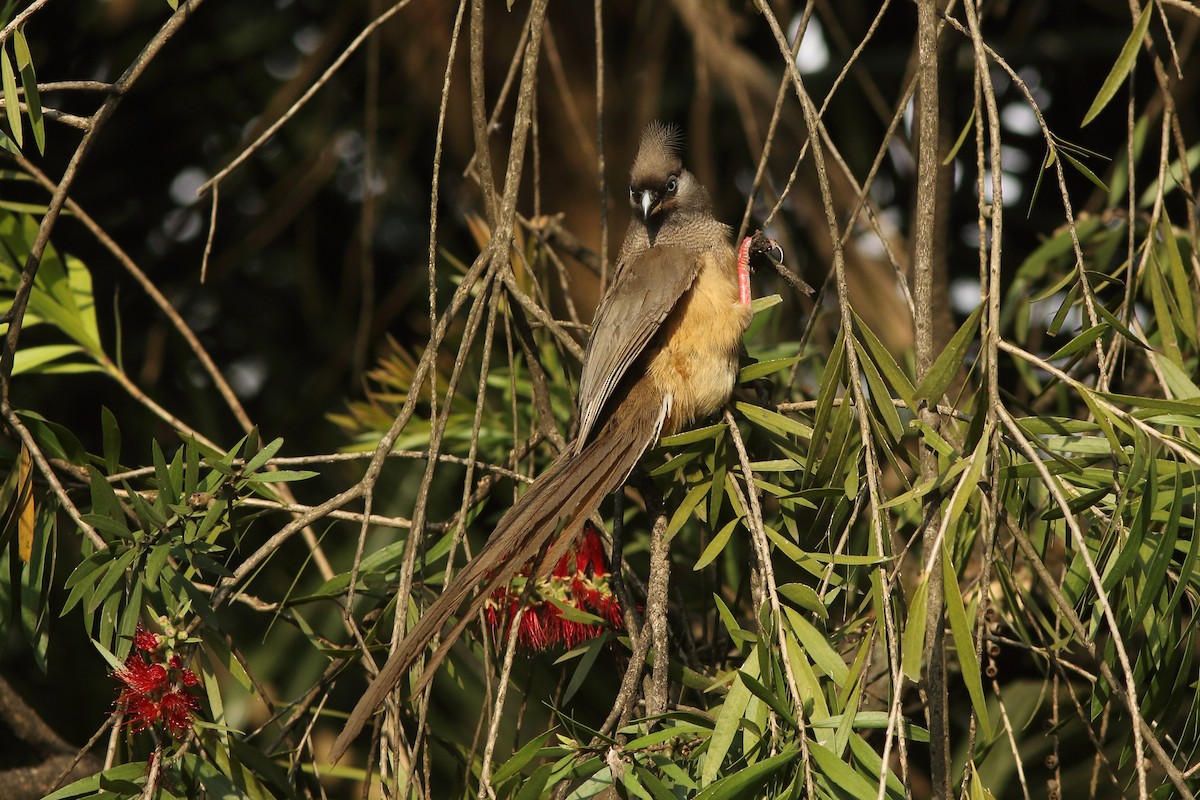 Speckled Mousebird - ML617771370