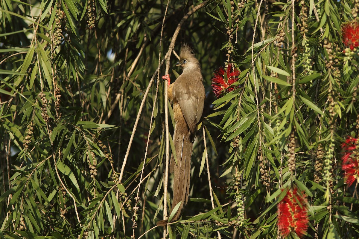 Speckled Mousebird - Andrey Mikhaylov