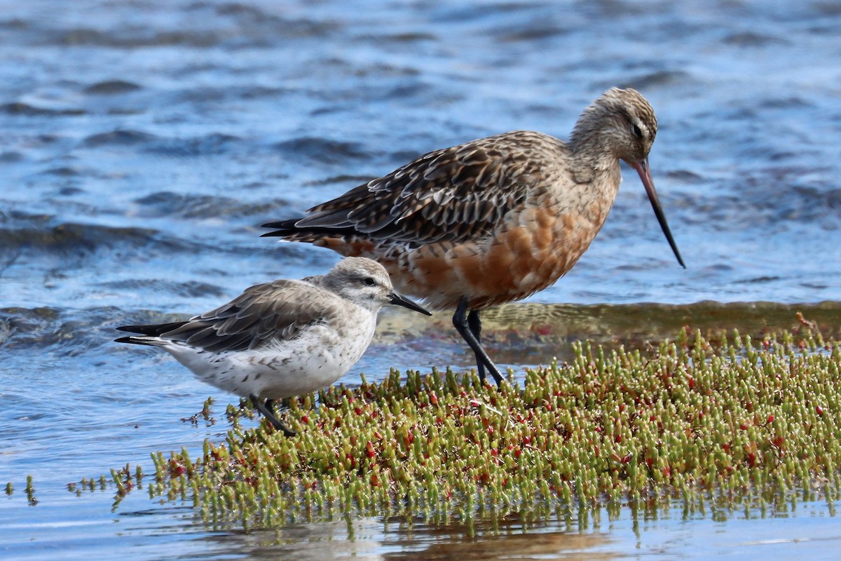 Red Knot - ML617771397