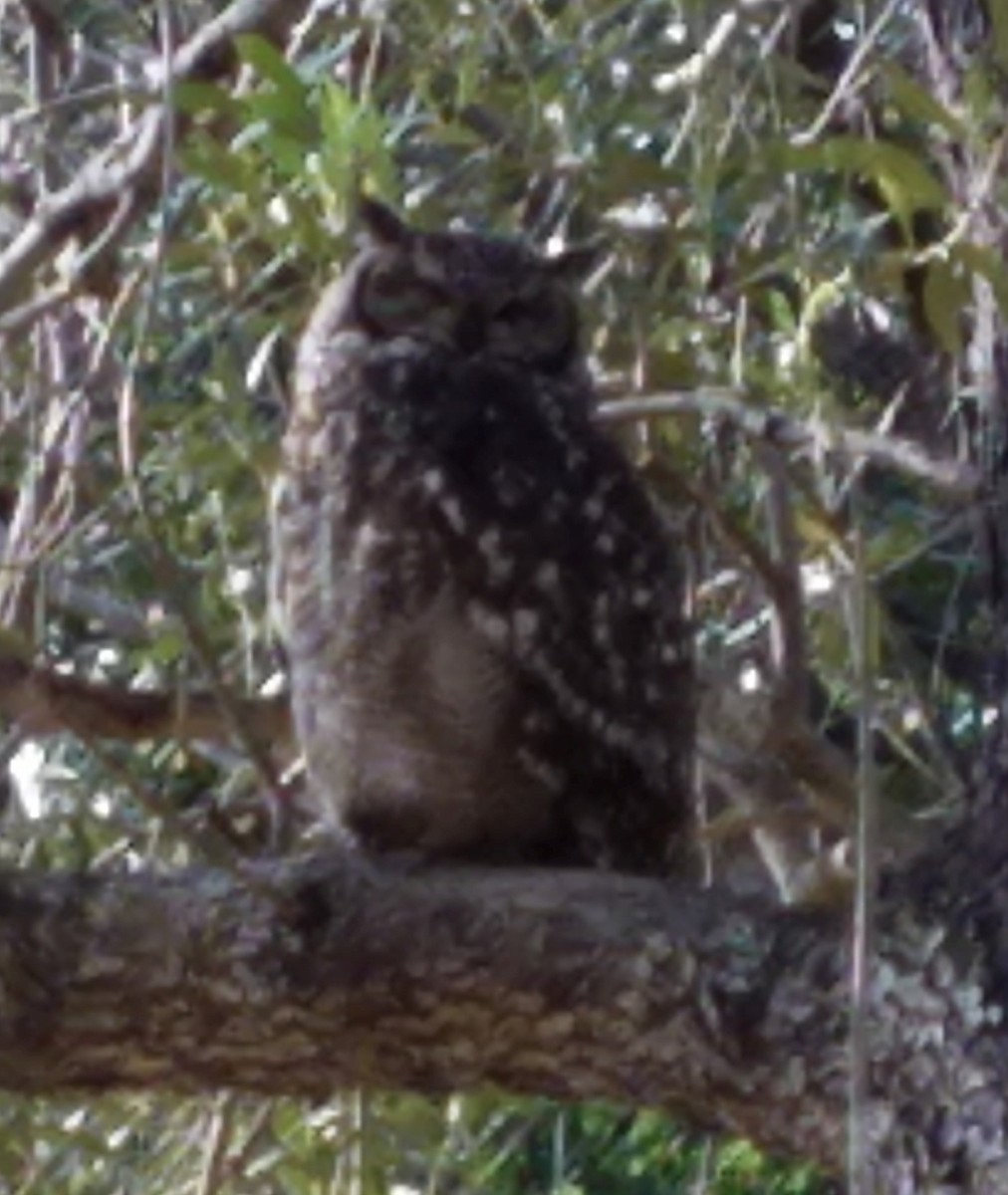 Spotted Eagle-Owl - ML617771399