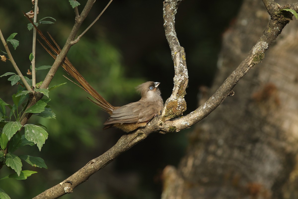 Speckled Mousebird - ML617771407