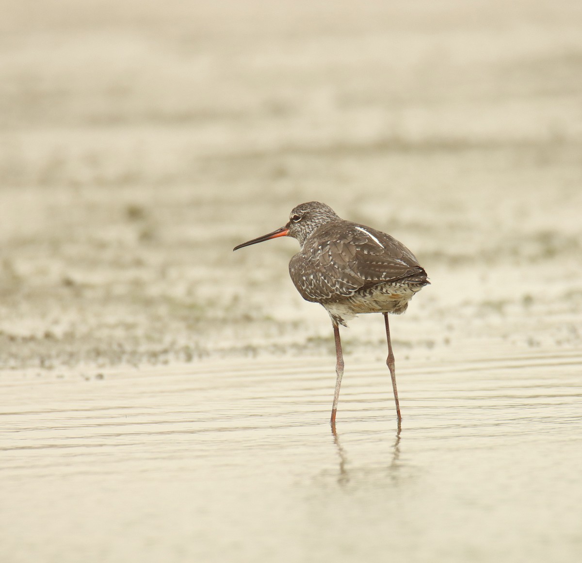 Spotted Redshank - ML617771432