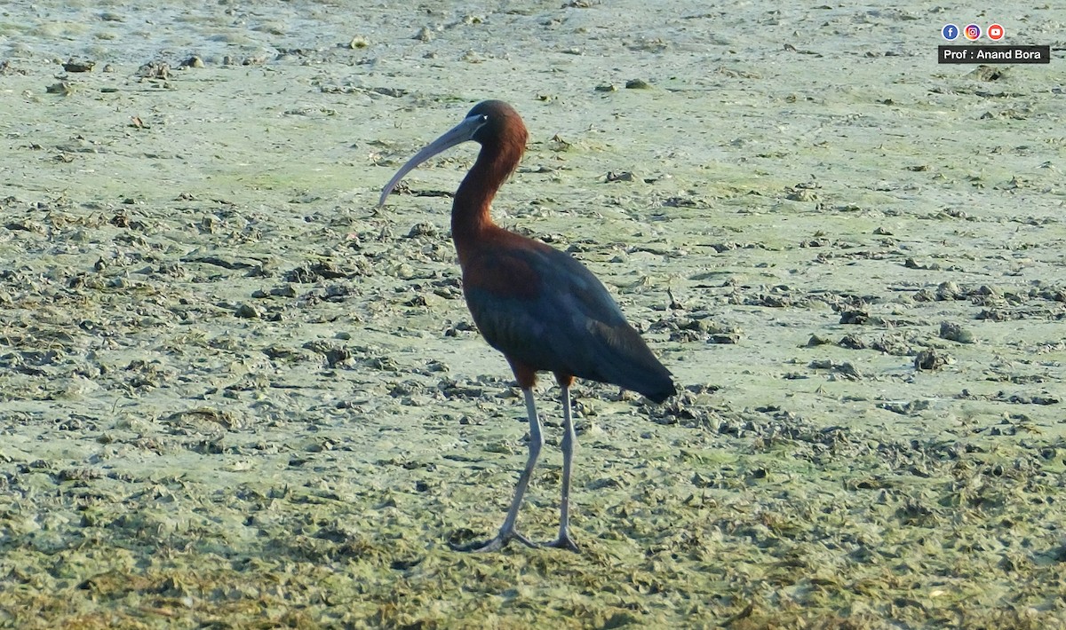 ibis hnědý - ML617771441