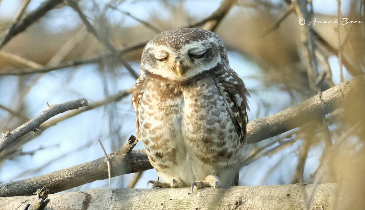 Spotted Owlet - ML617771447