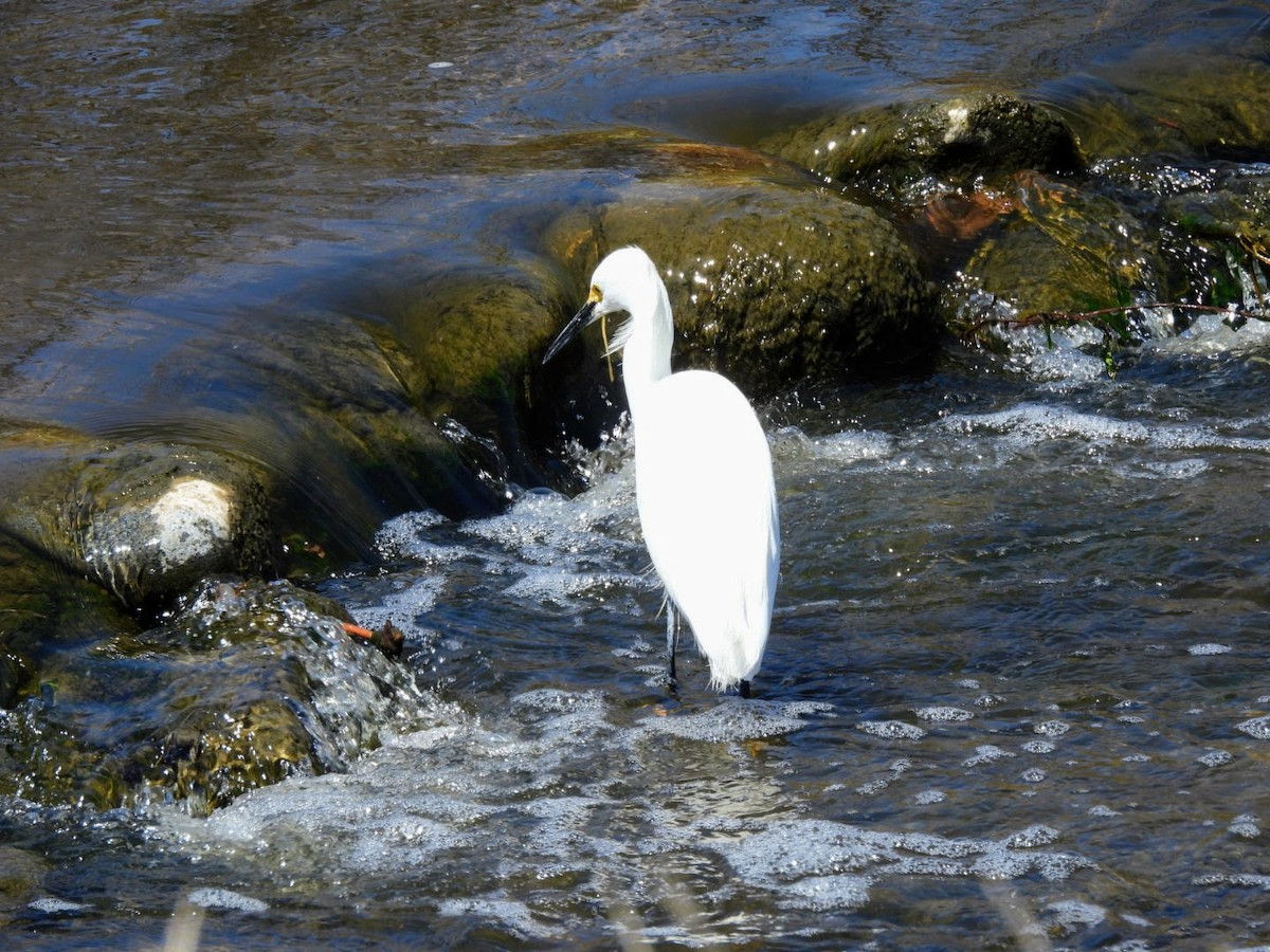 Snowy Egret - patricia kuzma sell