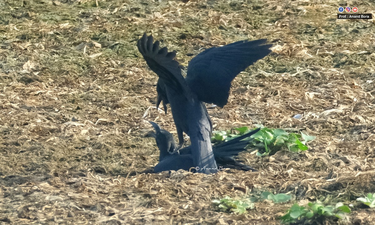 Large-billed Crow - anand bora